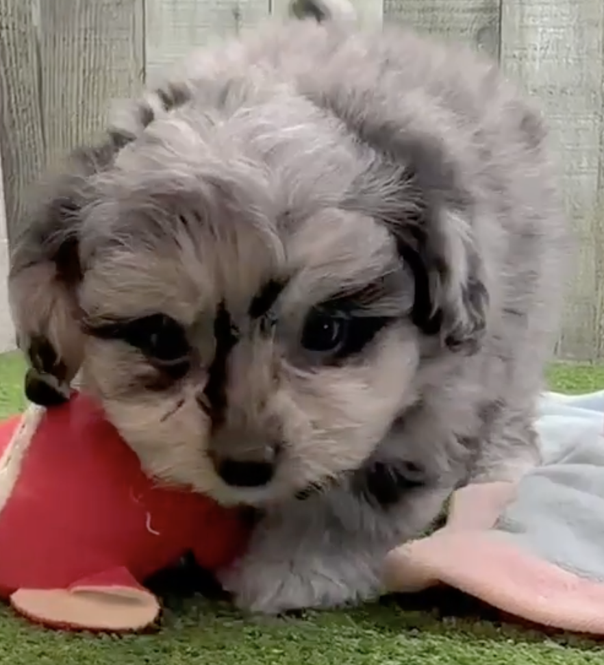 Bichonaranian Breed Info